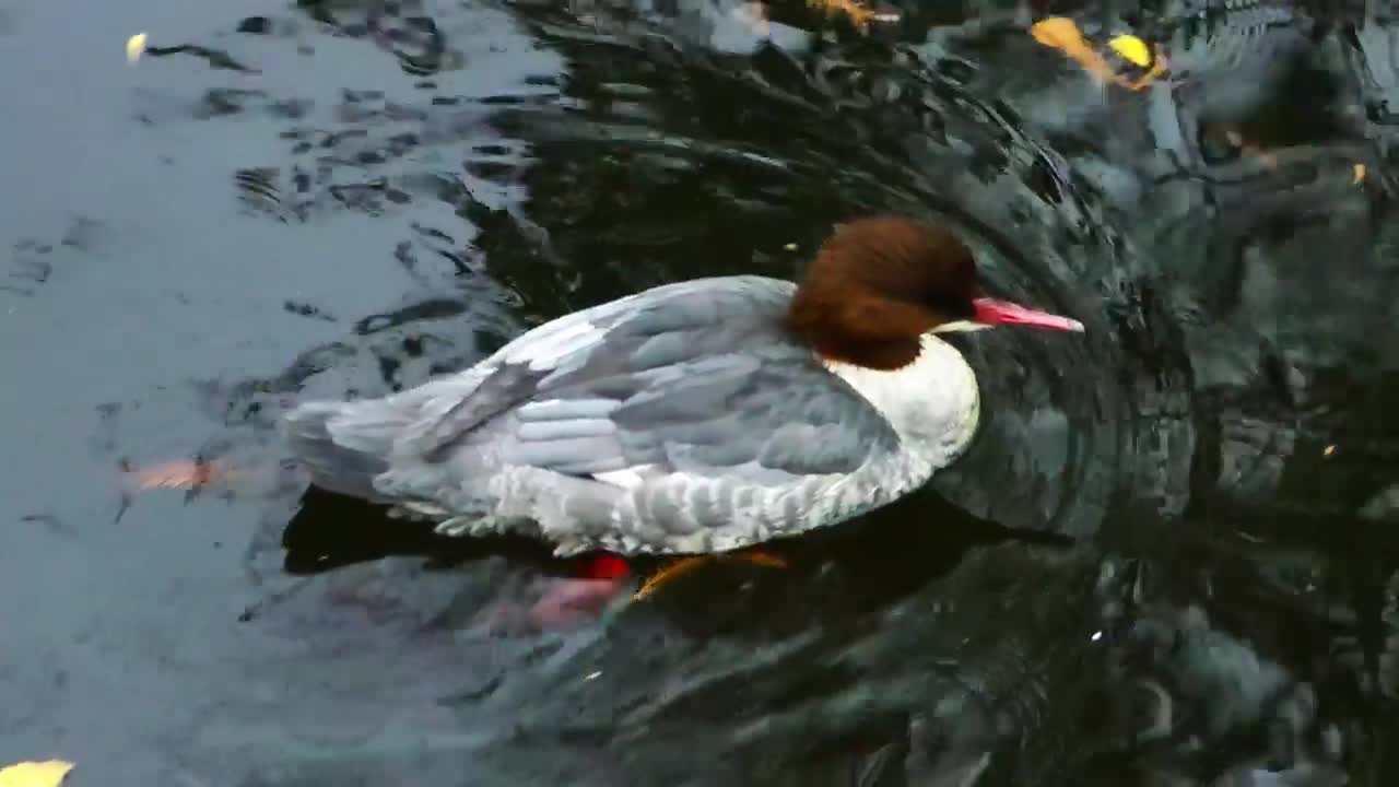 Stock Video Duck Swimming In The Water Of A River Tracking Shot Live Wallpaper For PC