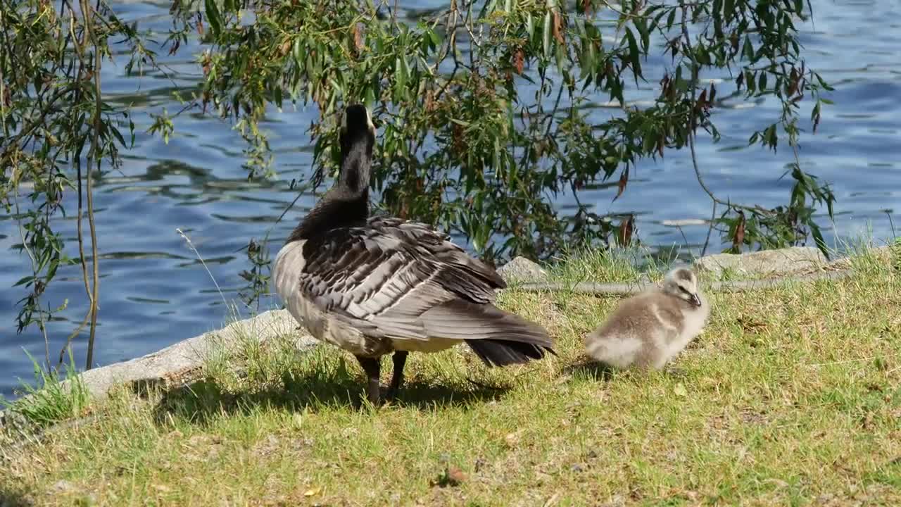 Stock Video Duck And Her Calf By A Lake Live Wallpaper For PC