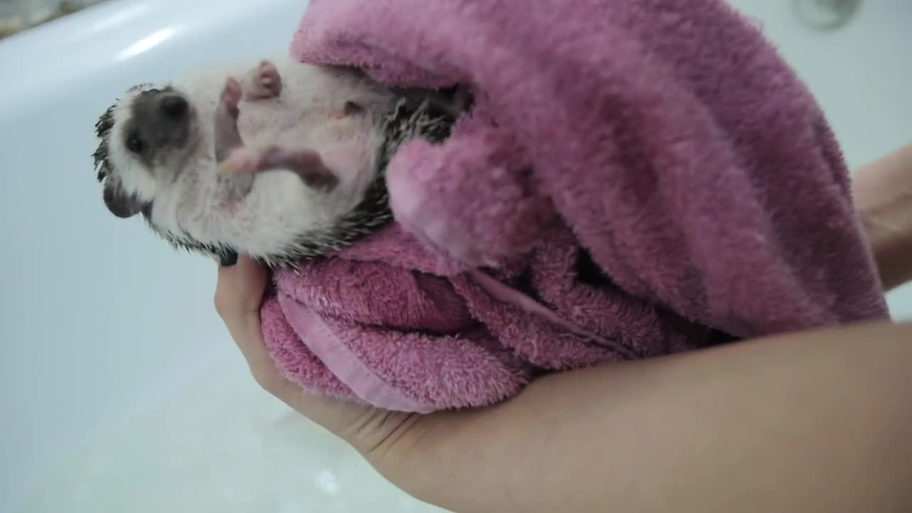 Stock Video Drying A Pet Hedgehog After A Bath Live Wallpaper For PC