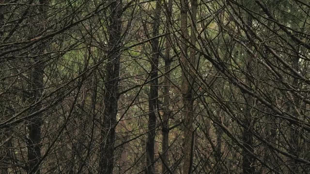 Stock Video Dry Trees In A Forest Live Wallpaper For PC