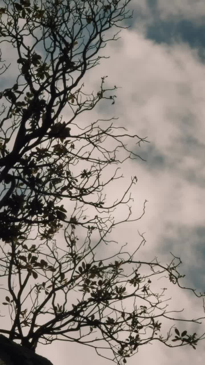Stock Video Dry Tree With A Few Leaves On Top Of A Live Wallpaper For PC
