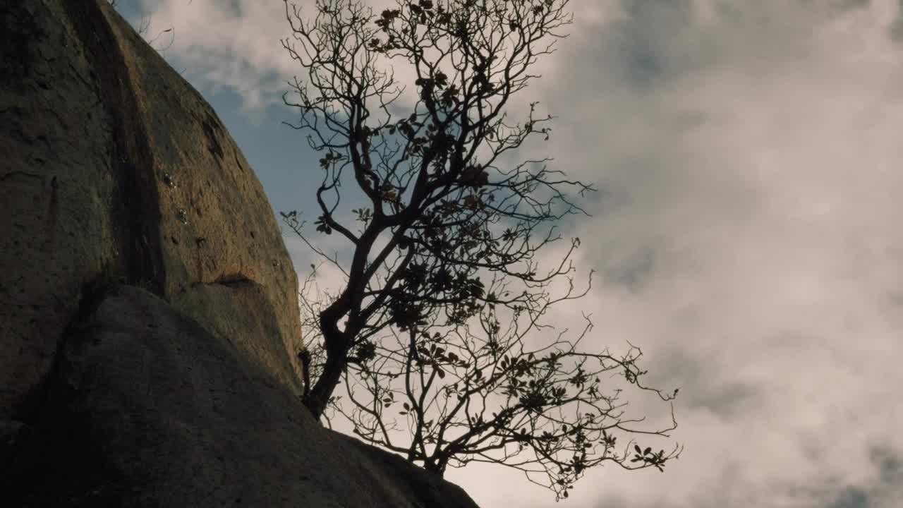 Stock Video Dry Tree On Top Of A Rocky Mountain Live Wallpaper For PC