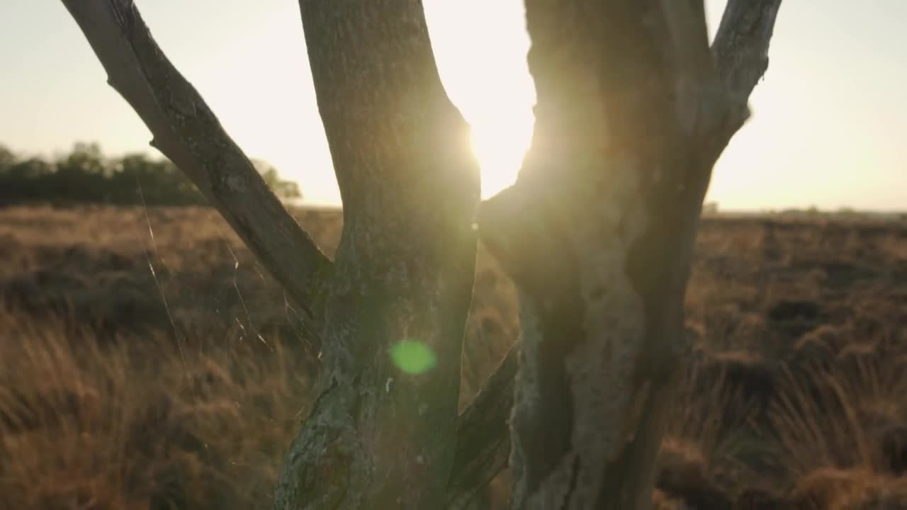 Stock Video Dry Tree In The Desert At Sunset Live Wallpaper For PC