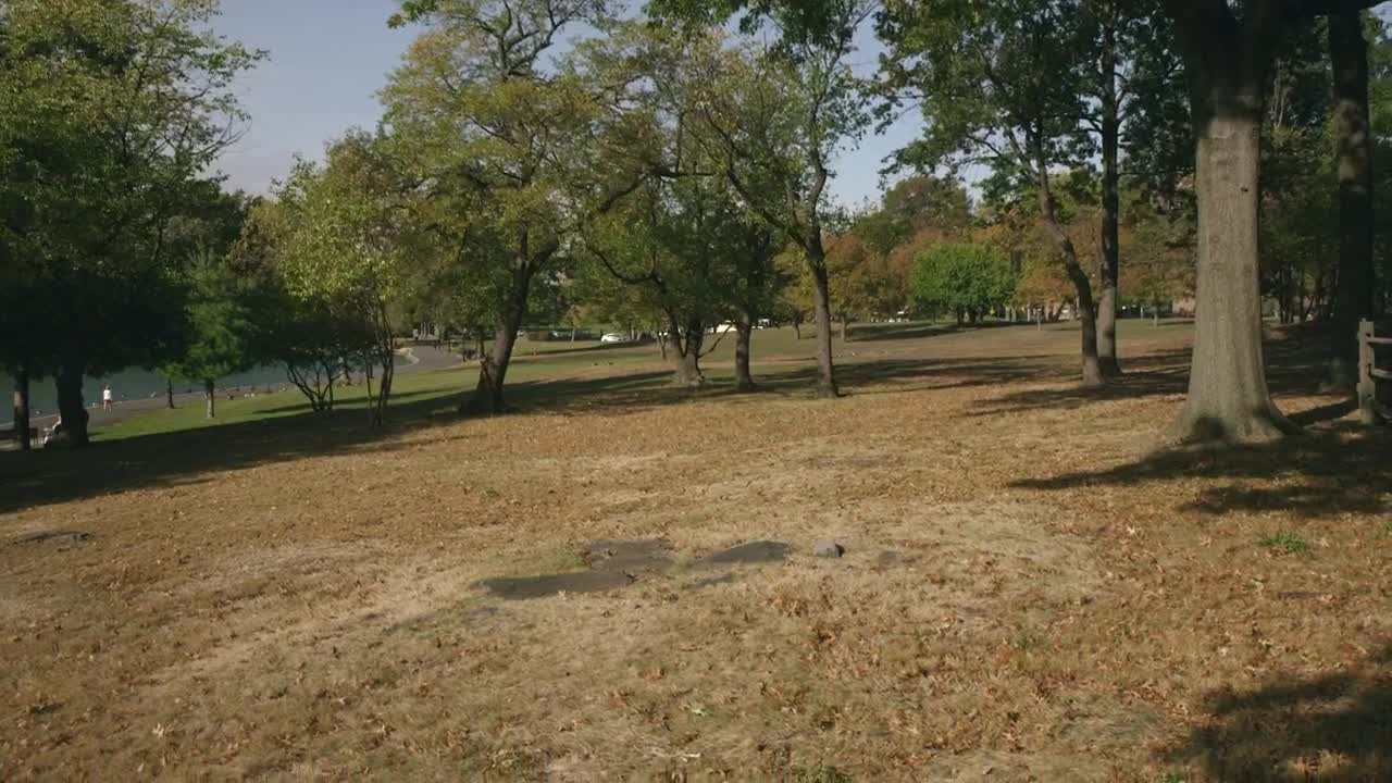 Stock Video Dry Leaves In A Park Live Wallpaper For PC