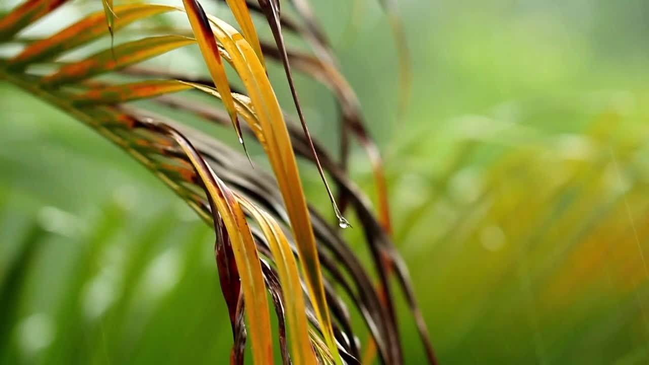 Stock Video Dry Palm Leaves In The Rain Live Wallpaper For PC