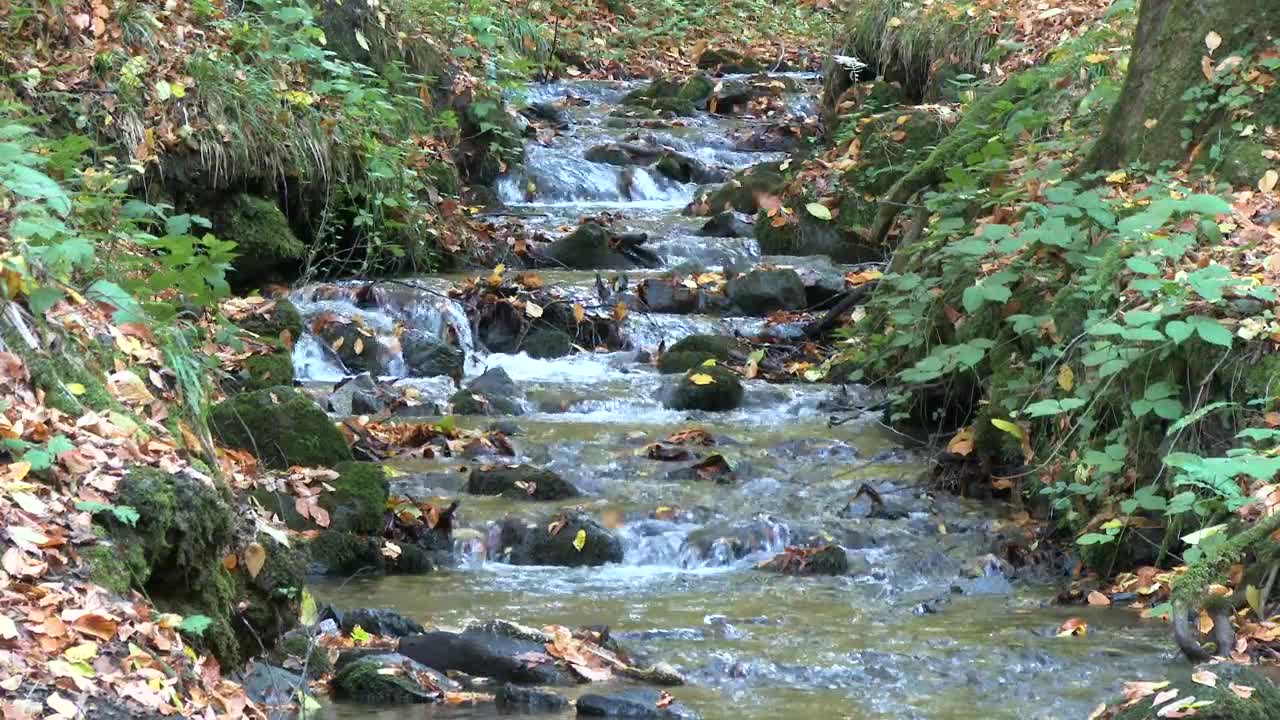 Stock Video Dry Leaves Fall Into The Stream In Autumn Forest Live Wallpaper For PC