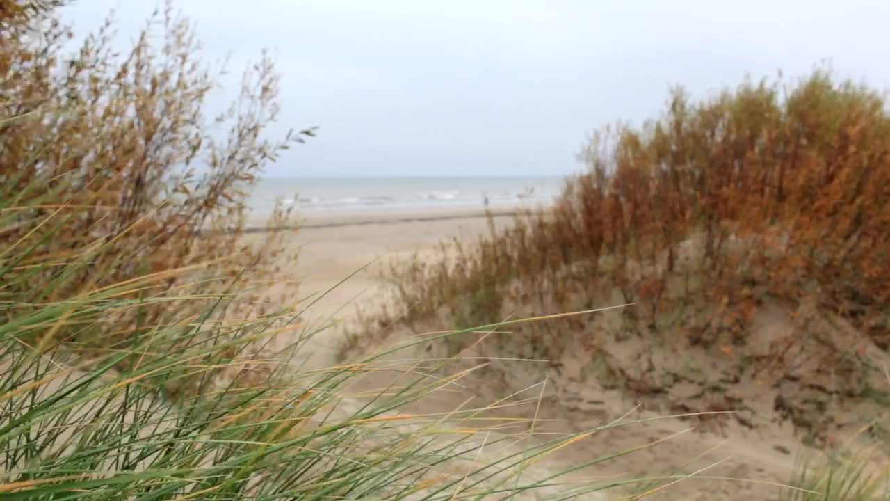 Stock Video Dry Grass Growing In Sand Live Wallpaper For PC