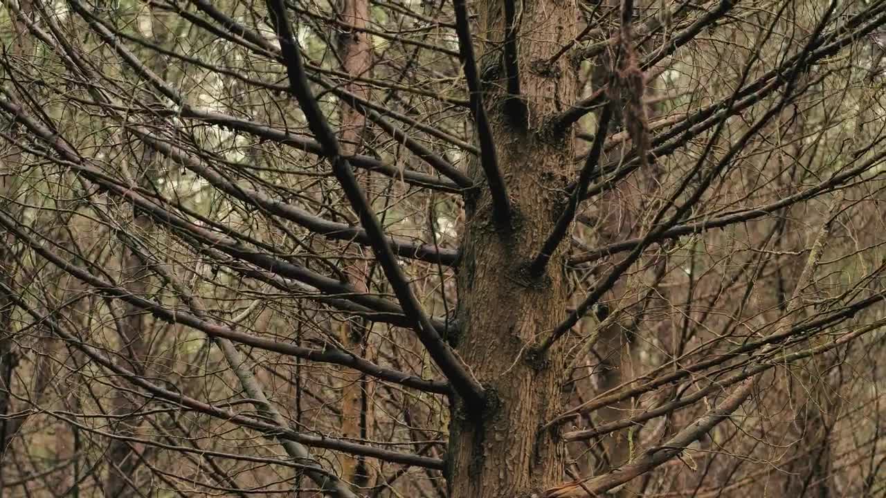 Stock Video Dry Forest Full Of Trees Live Wallpaper For PC