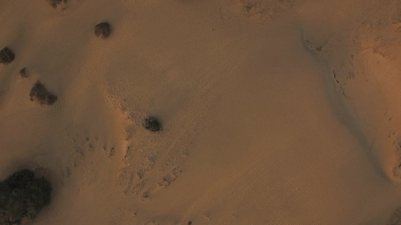 Stock Video Dry Coastline And Plants Live Wallpaper For PC