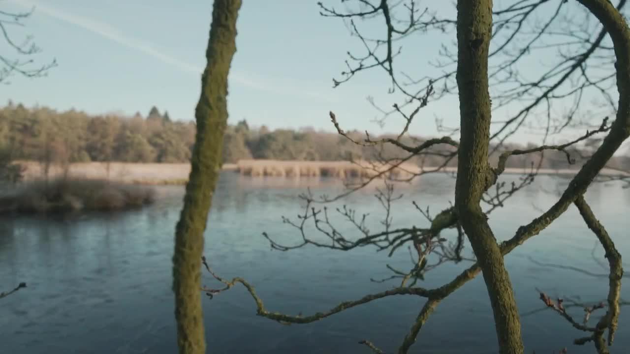 Stock Video Dry Branches Of A Tree Near A Lake Live Wallpaper For PC