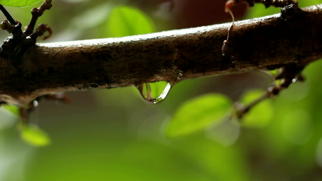Stock Video Drops Of Rain In A Garden Live Wallpaper For PC