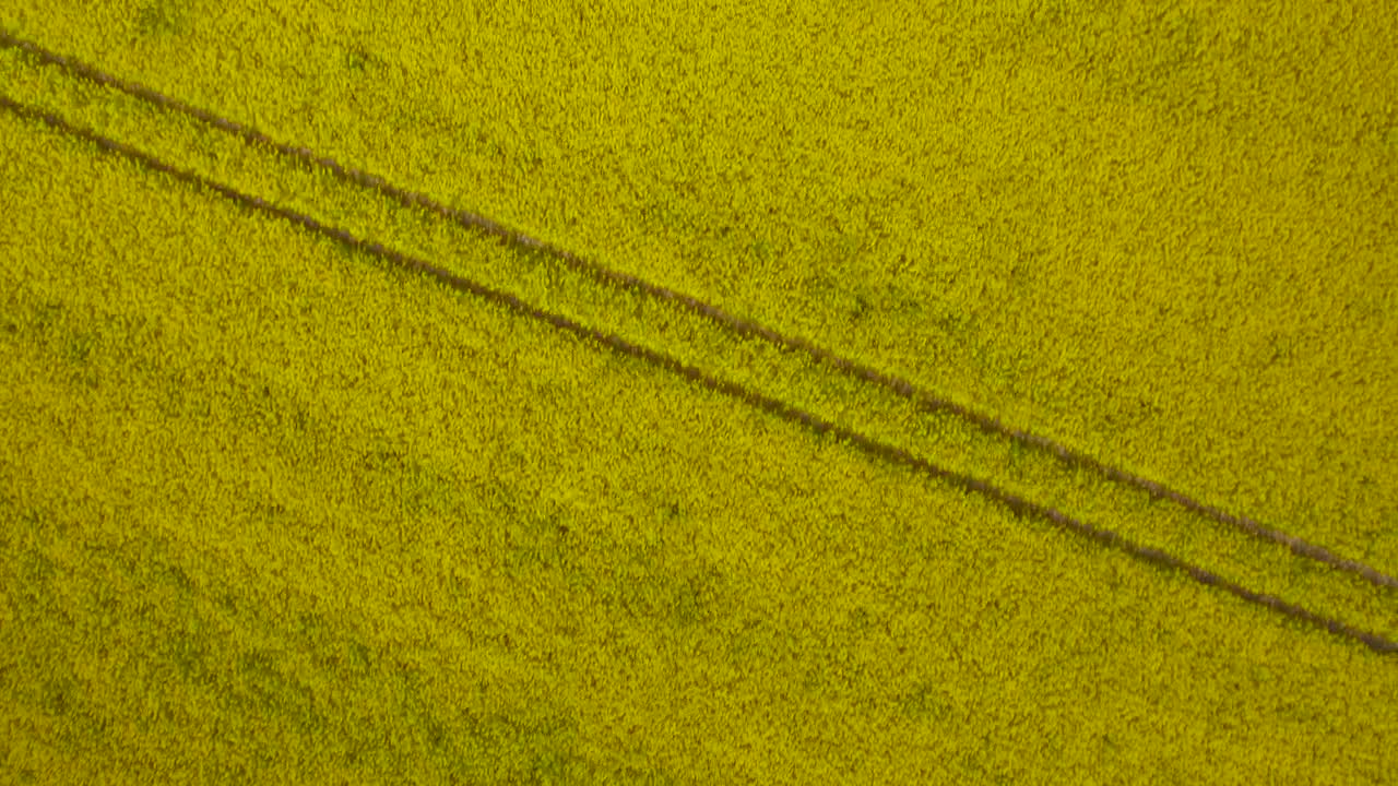 Stock Video Drone Shot Of Yellow Crops Live Wallpaper For PC