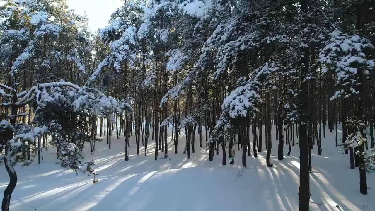 Stock Video Drone Shot In A Winter Forest By A Village Live Wallpaper For PC