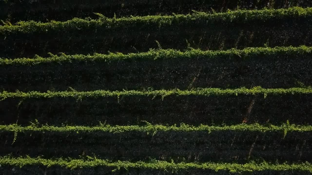 Stock Video Drone Moving Slowly Above A Vineyard Live Wallpaper For PC
