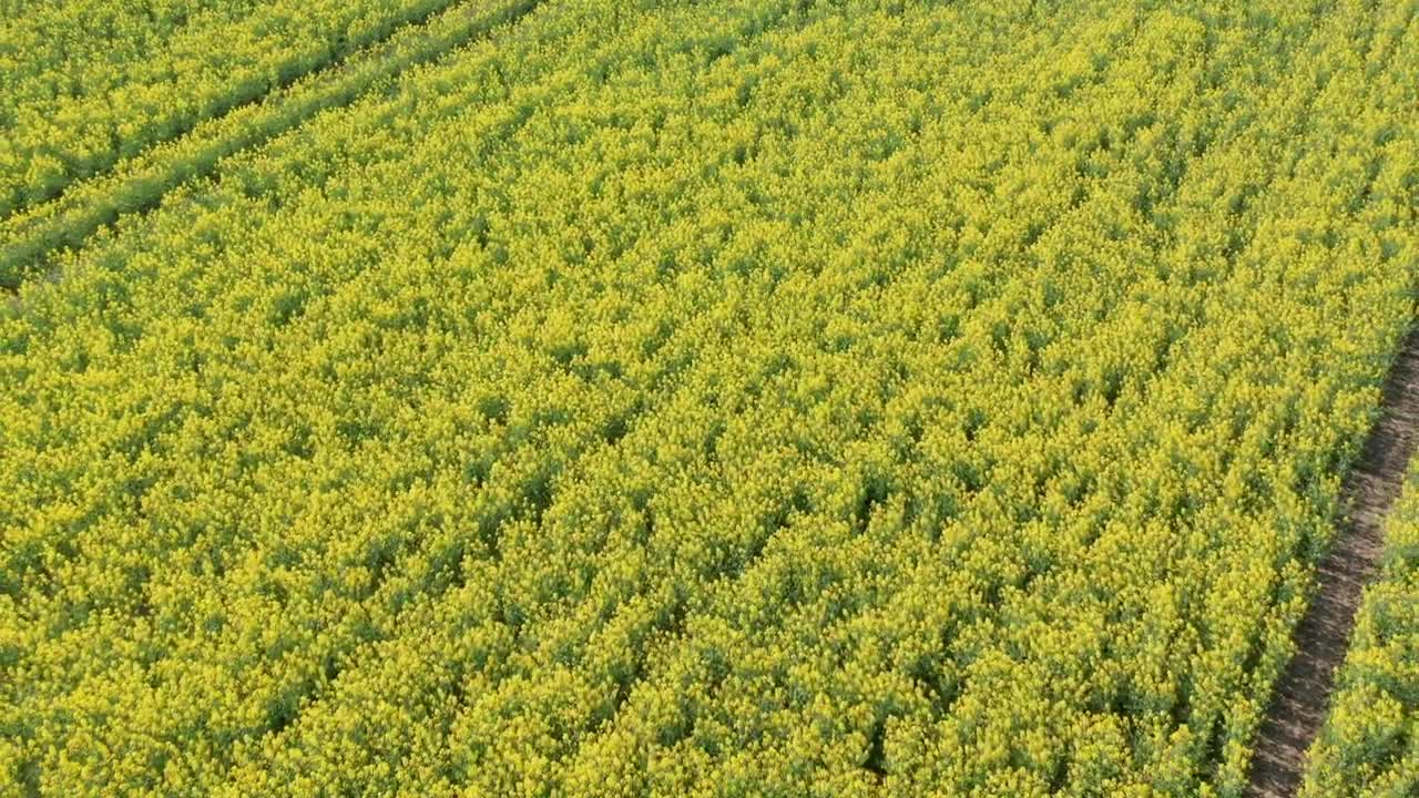 Stock Video Drone Moving Over Fresh Crops Live Wallpaper For PC