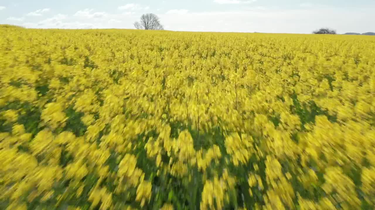 Stock Video Drone Flying Over Summer Crops Live Wallpaper For PC