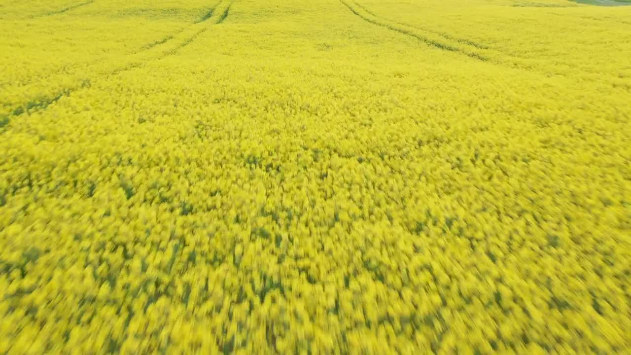 Stock Video Drone Flying Over Fresh Crops Live Wallpaper For PC
