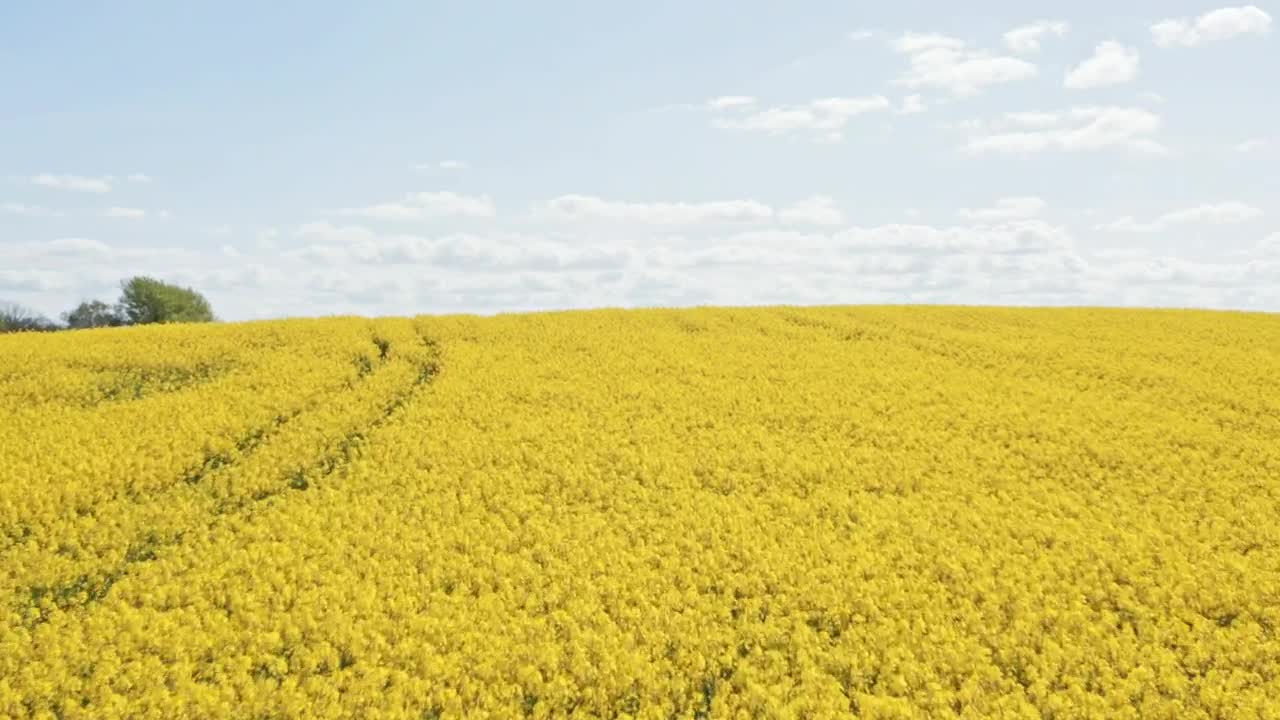 Stock Video Drone Flying Over Crops Live Wallpaper For PC