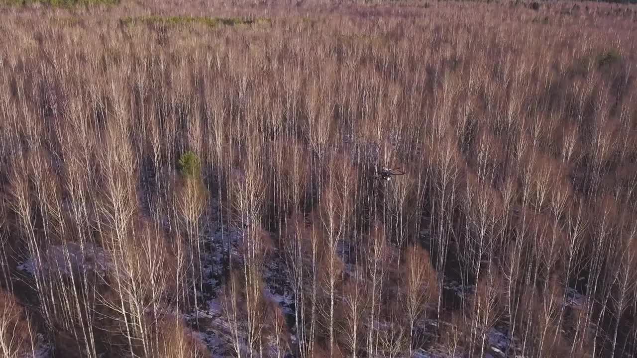 Stock Video Drone Flying Over A Forest In The Winter Live Wallpaper For PC