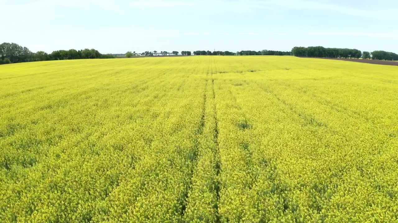 Stock Video Drone Flying Over A Beautiful Field Live Wallpaper For PC