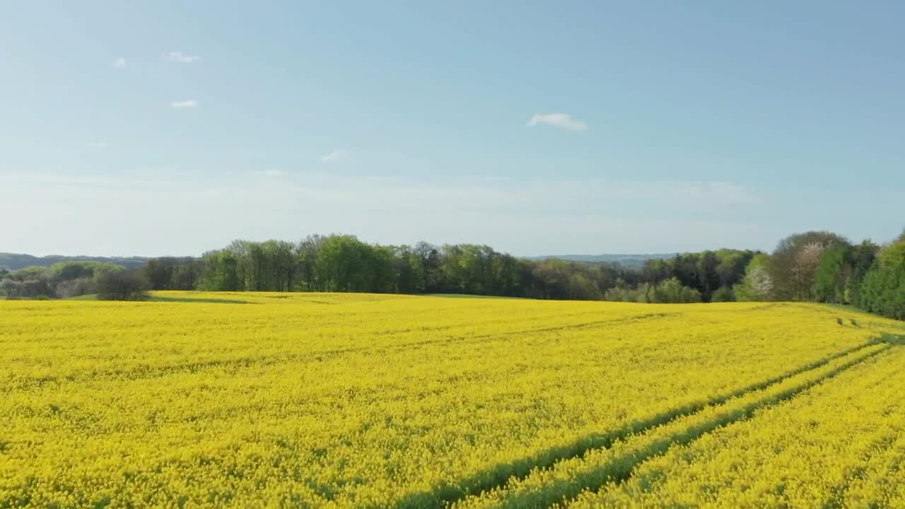 Stock Video Drone Flying Near A Forest Live Wallpaper For PC