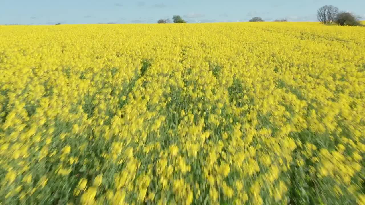 Stock Video Drone Flying Low Over Crops Live Wallpaper For PC