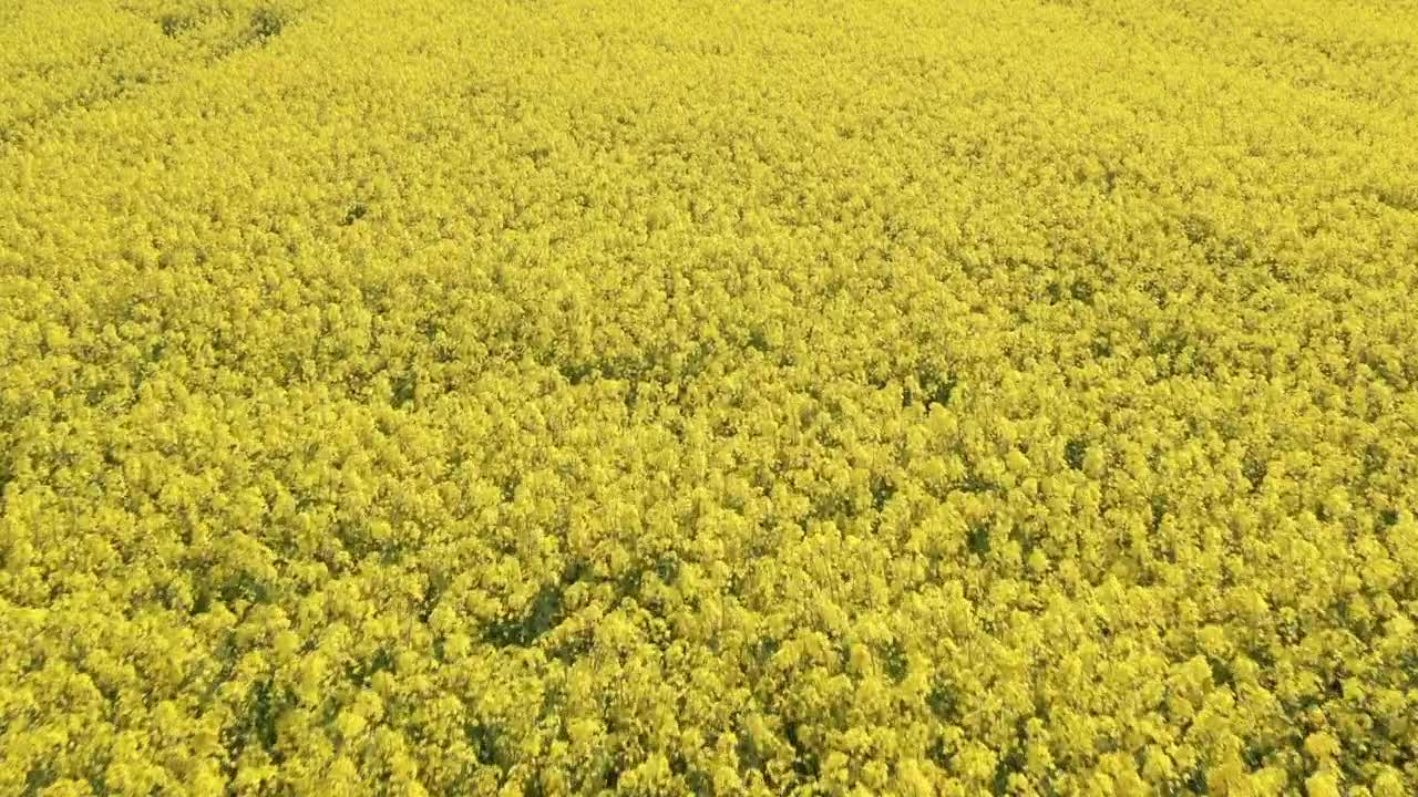 Stock Video Drone Flying Low Over A Field Live Wallpaper For PC