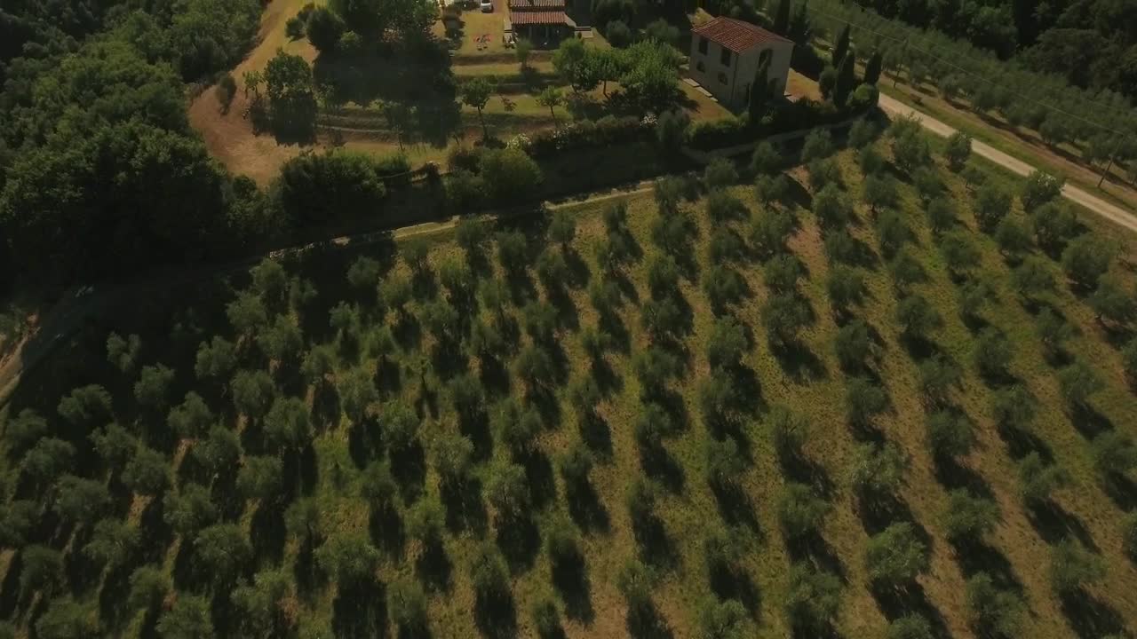 Stock Video Drone Flying Across Olive Fields Live Wallpaper For PC