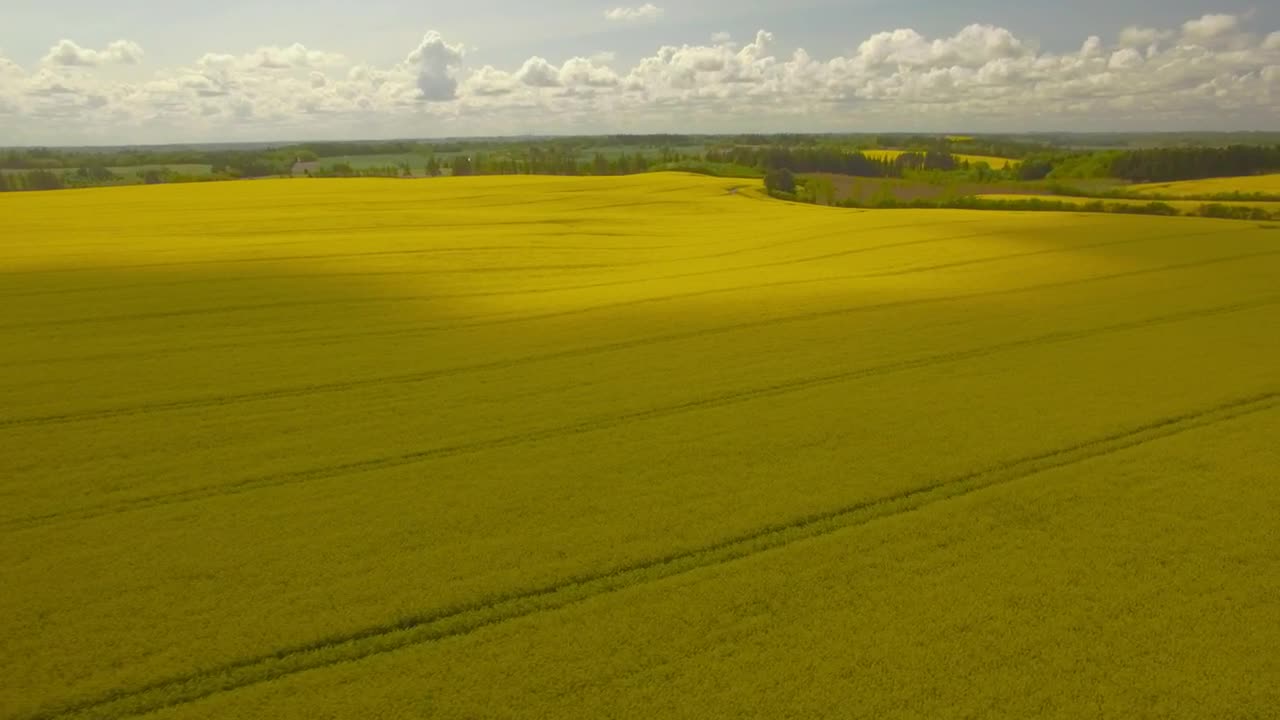 Stock Video Drone Flying Across Golden Fields Live Wallpaper For PC