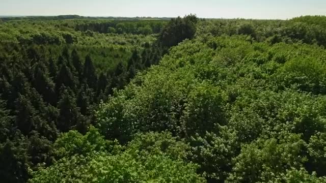 Stock Video Drone Flying Across A Large Forest  Smal Live Wallpaper For PC