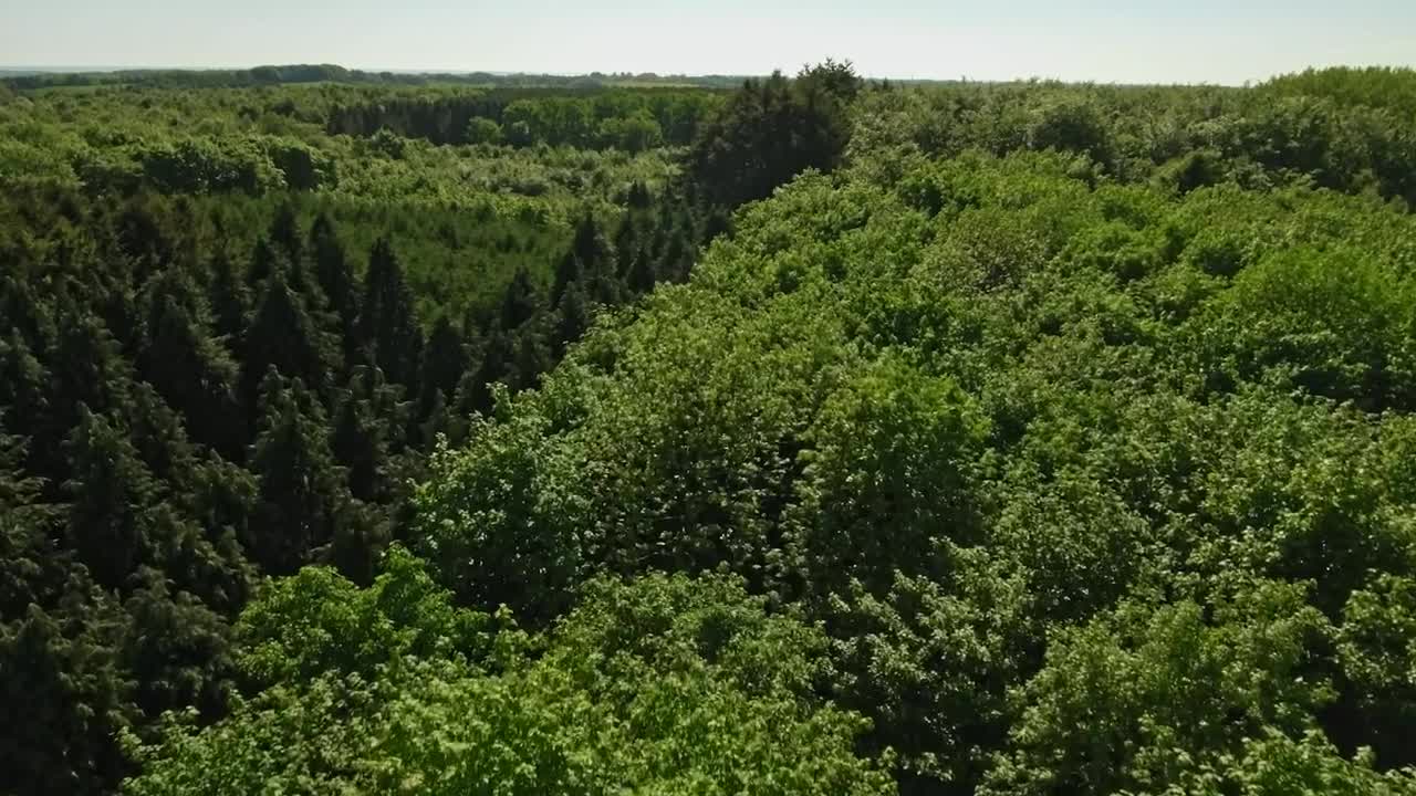 Stock Video Drone Flying Across A Large Forest Live Wallpaper For PC
