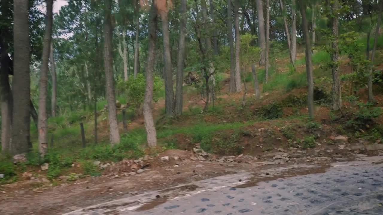Stock Video Driving Down A Road In A Forest In A Pickup Live Wallpaper For PC