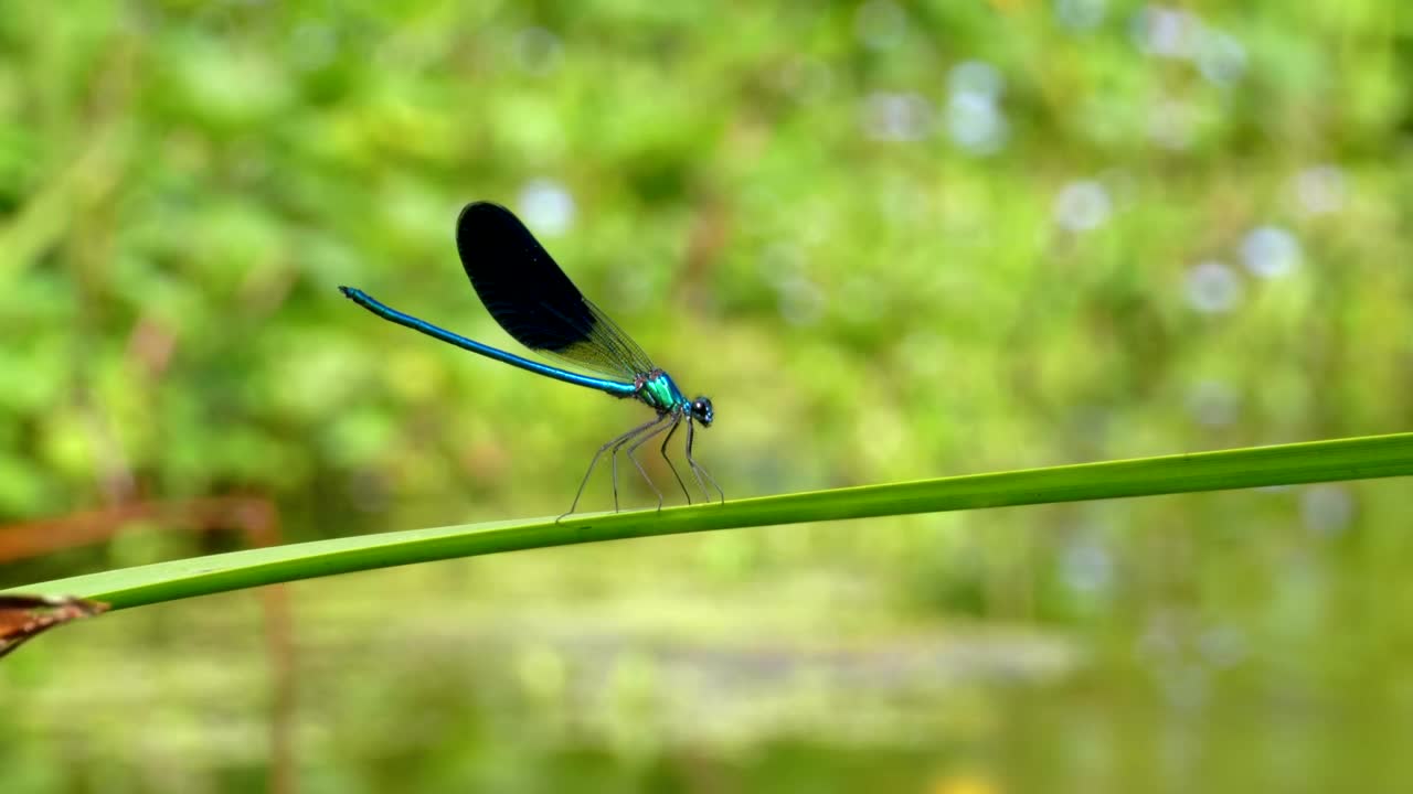 Stock Video Dragonfly Standing On A Green Branch Live Wallpaper For PC