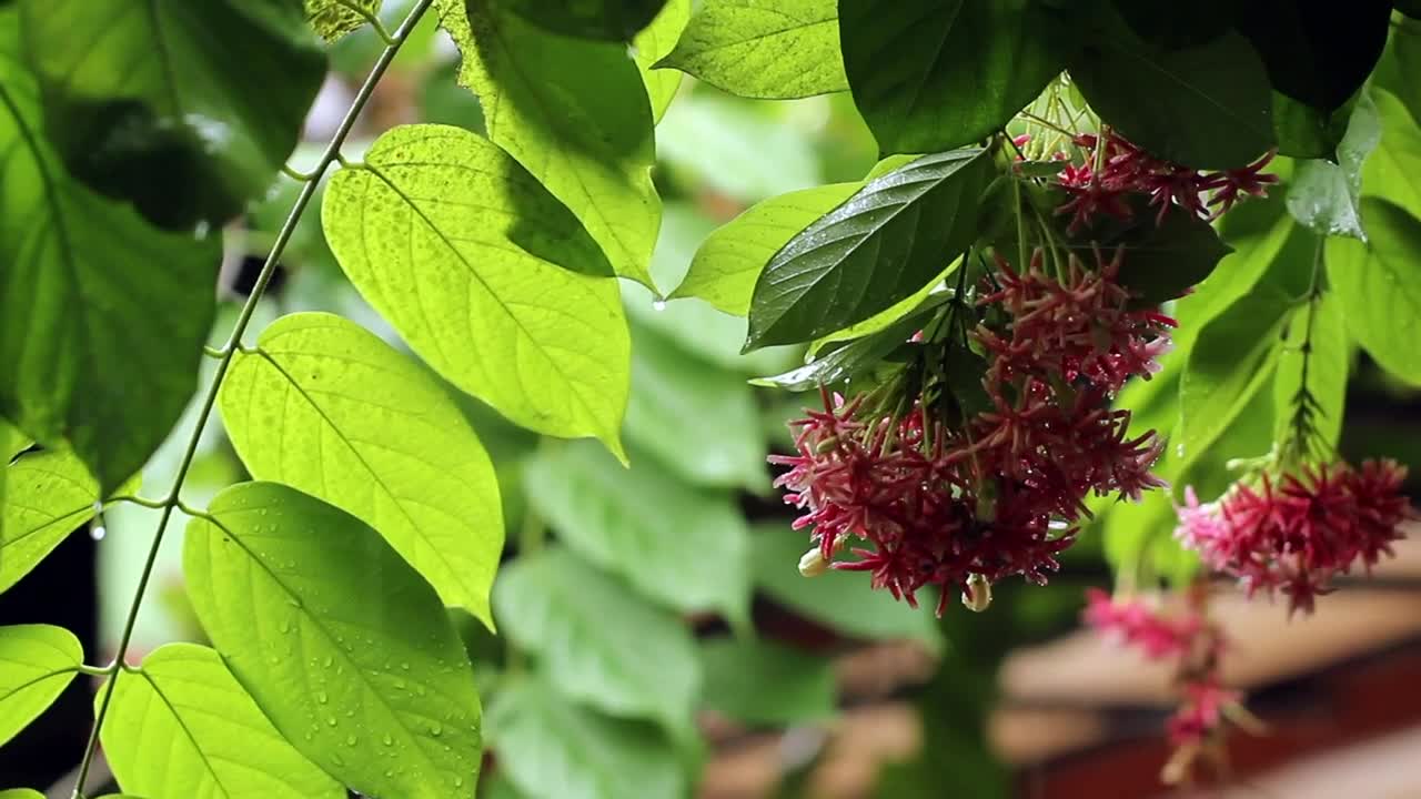 Stock Video Downpour Over A Garden Live Wallpaper For PC