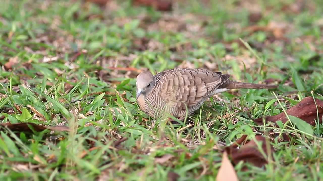 Stock Video Dove Searching A Field For Food Live Wallpaper For PC