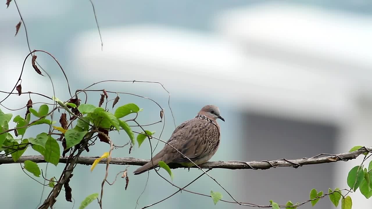 Stock Video Dove Resting In A Garden Live Wallpaper For PC