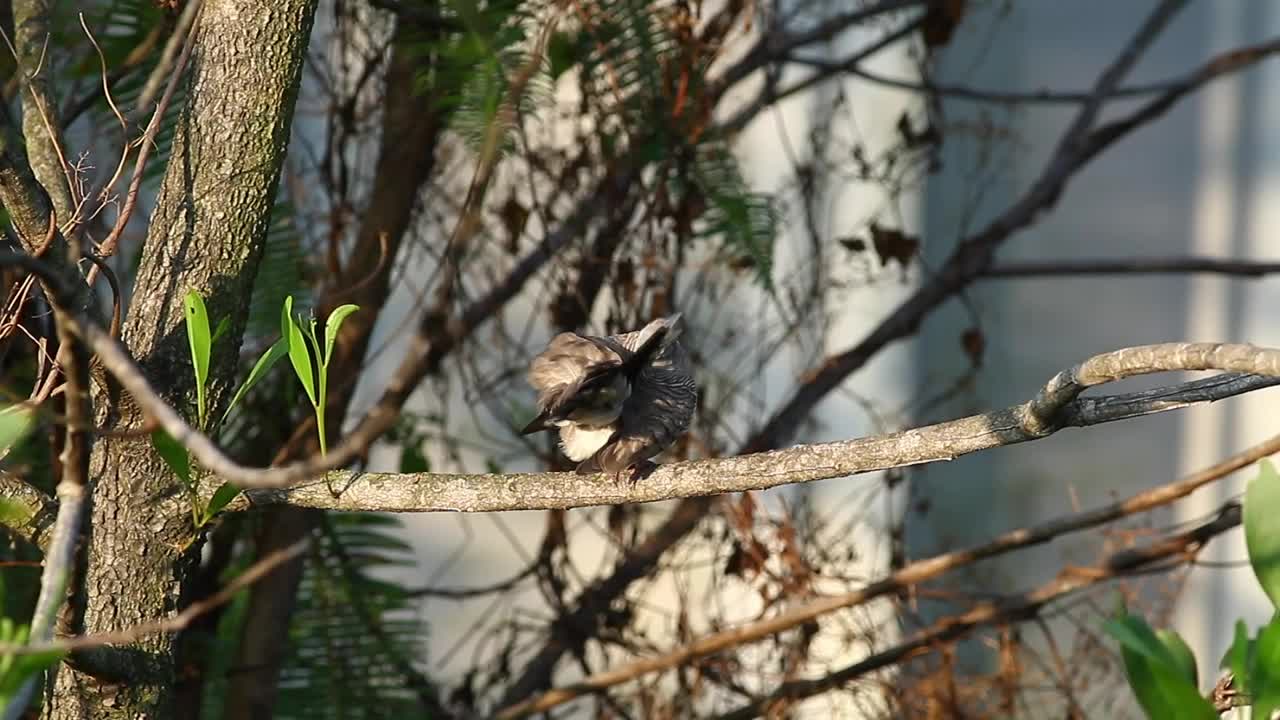 Stock Video Dove Cleaning Their Feathers In The Sun Live Wallpaper For PC