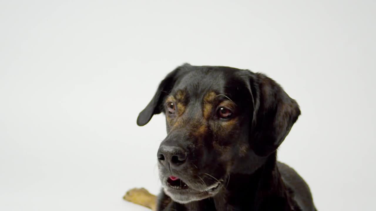 Stock Video Doog Catching Food Live Wallpaper For PC