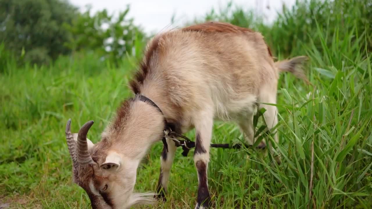 Stock Video Domestic Goat Eating In The Meadow Live Wallpaper For PC