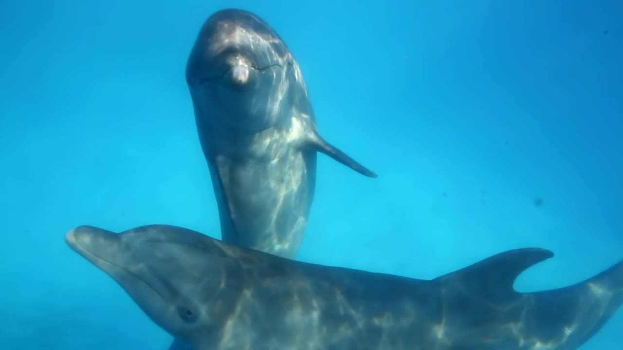 Stock Video Dolphins Underwater Live Wallpaper For PC