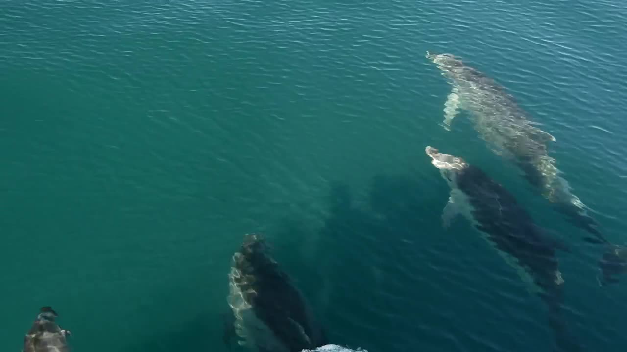 Stock Video Dolphins Swimming In The Sea Live Wallpaper For PC