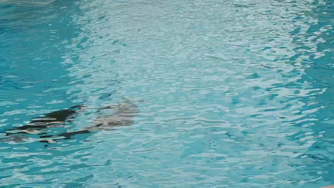 Stock Video Dolphins Swimming In The Aquarium Live Wallpaper For PC