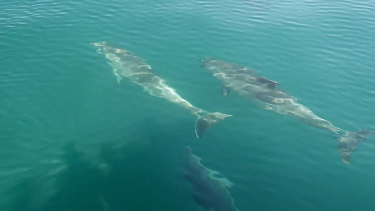 Stock Video Dolphins Swimming In Front Of A Boat Live Wallpaper For PC