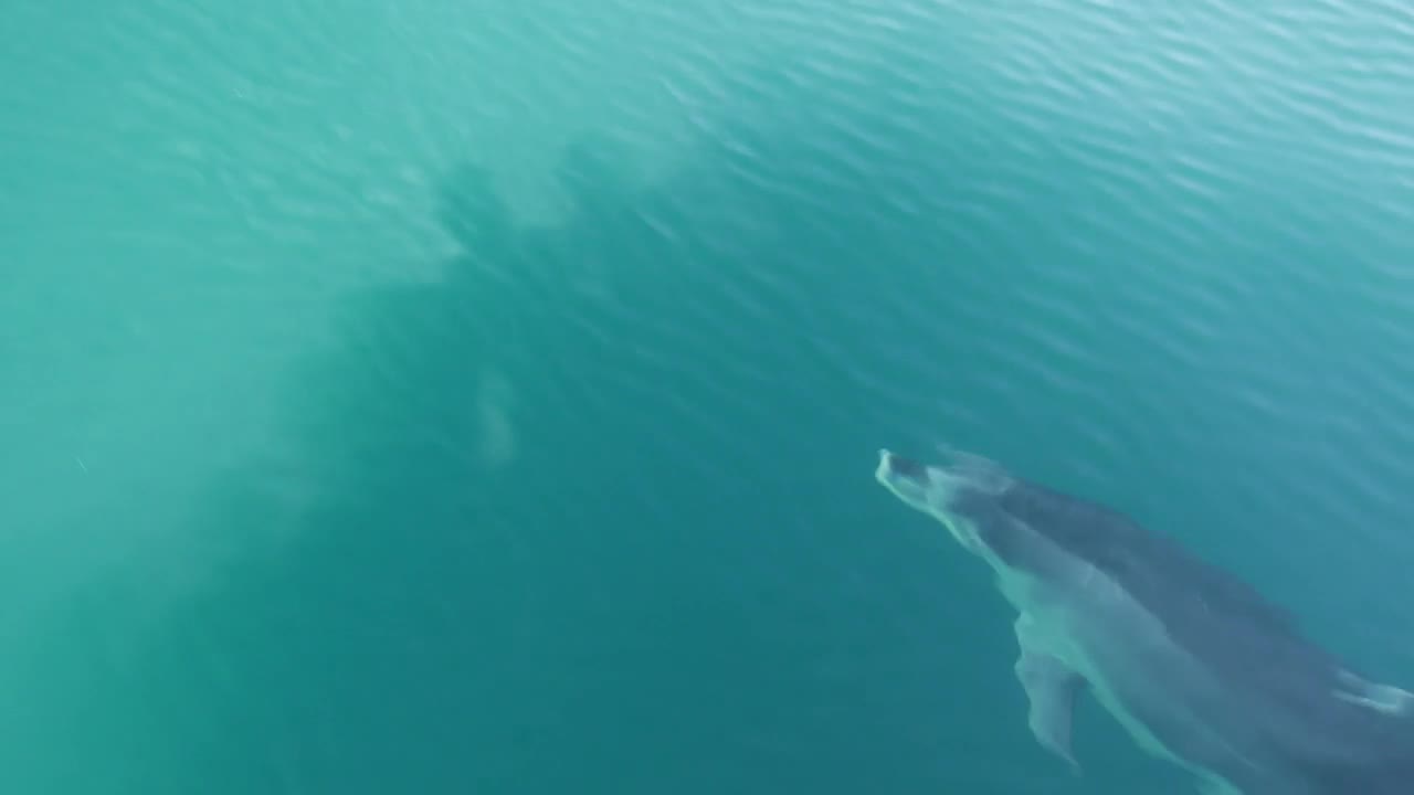 Stock Video Dolphin Swimming In The Ocean Live Wallpaper For PC