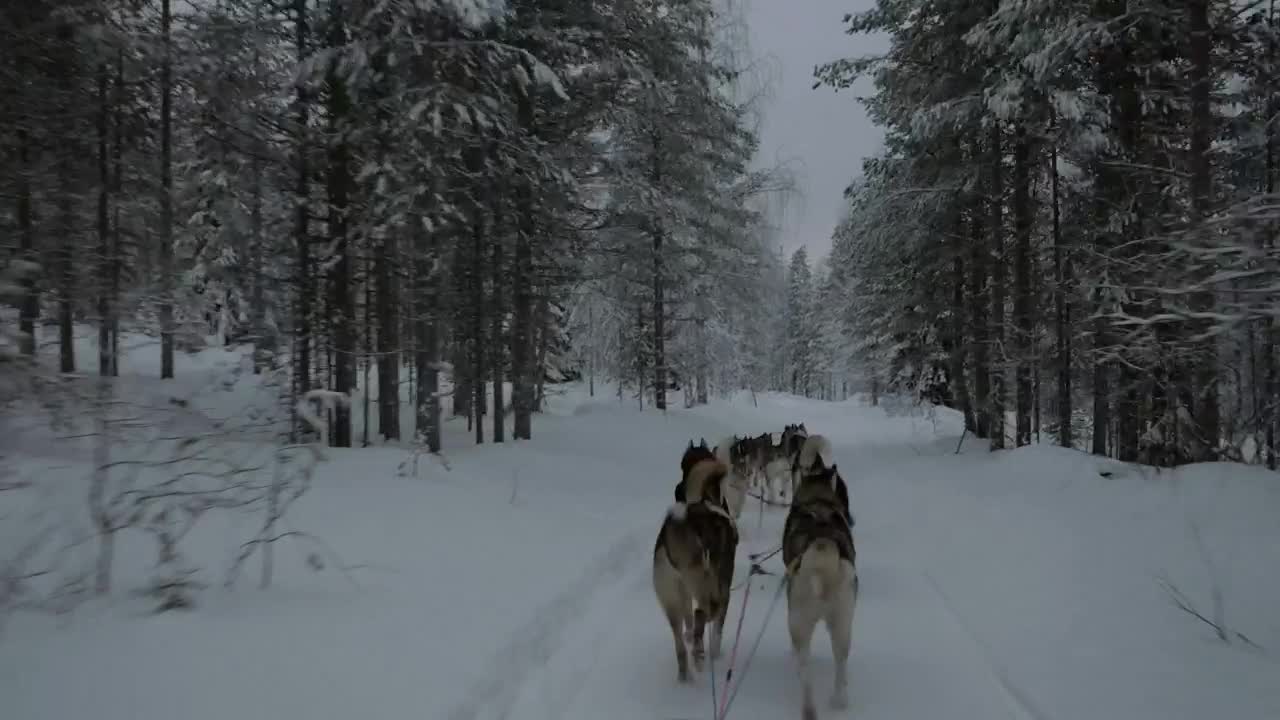 Stock Video Dogsled Team Heading Through A Forest Live Wallpaper For PC
