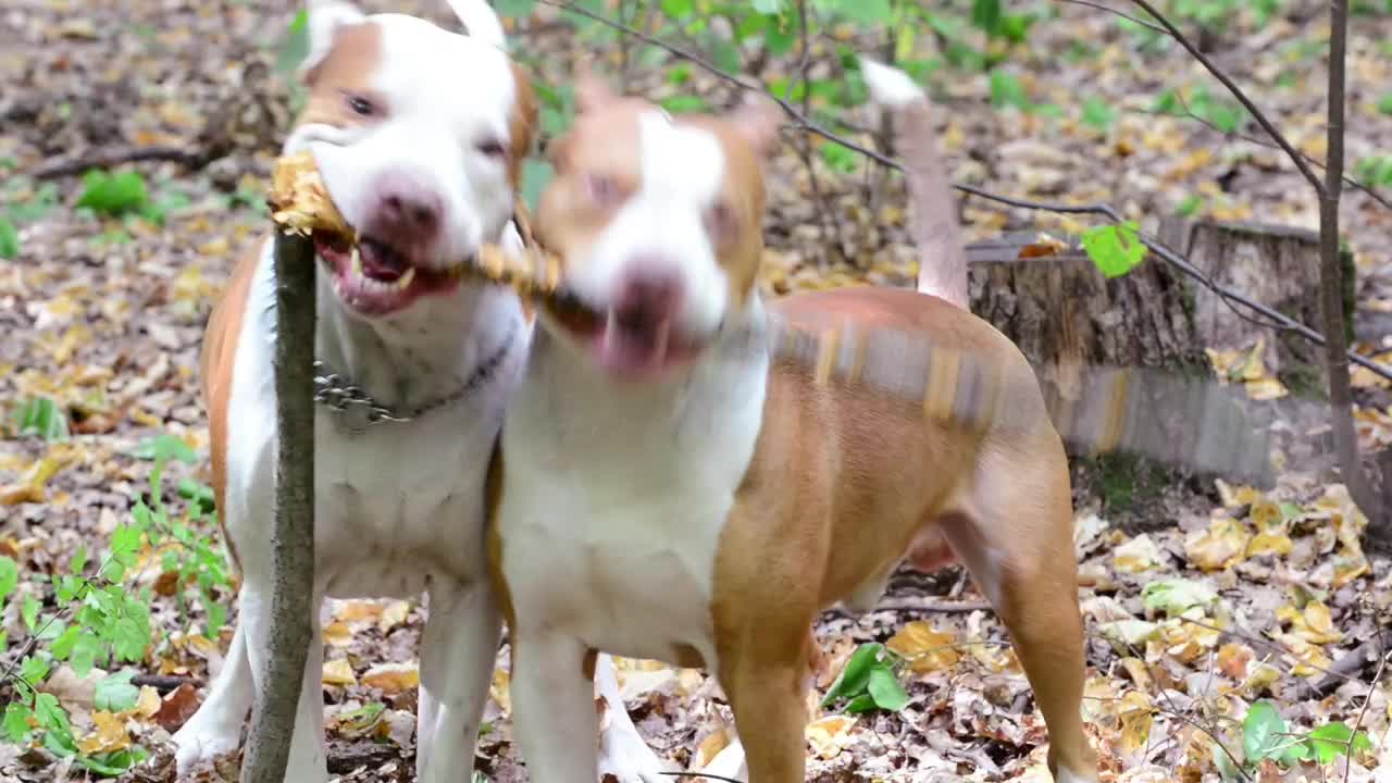 Stock Video Dogs Playing In The Forest Live Wallpaper For PC