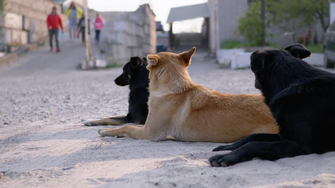 Stock Video Dogs Chilling In The Street Live Wallpaper For PC