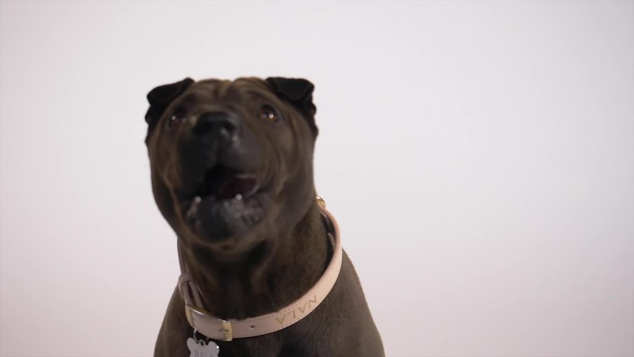 Stock Video Dog With Its Tongue Out Live Wallpaper For PC