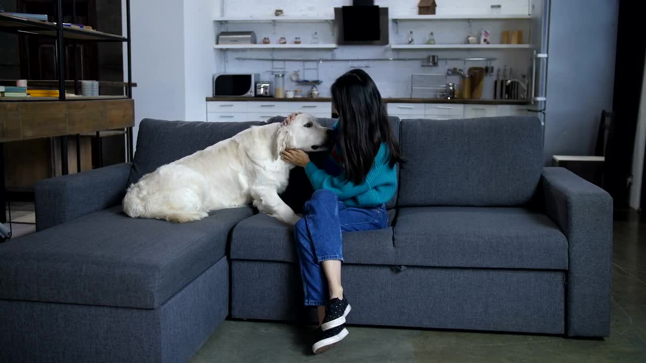 Stock Video Dog With His Owner On The Sofa Live Wallpaper For PC