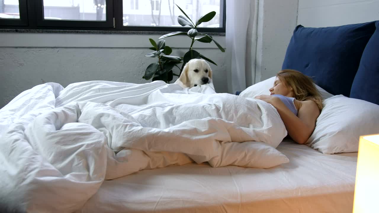 Stock Video Dog Waking Up Their Owner Live Wallpaper For PC